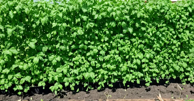 Tomatenpflanzen mit dichten, grünen Blättern in einem Hochbeet