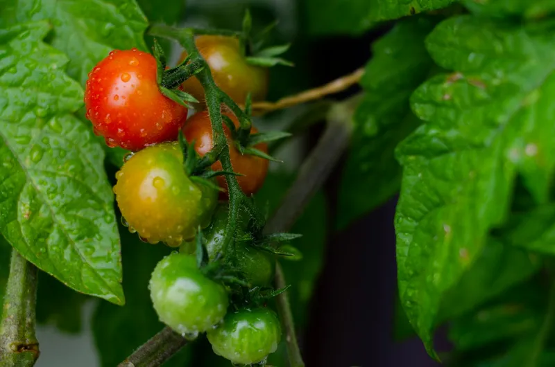 Reife und halbreife Tomaten an der Pflanze mit Wassertropfen auf der Oberfläche