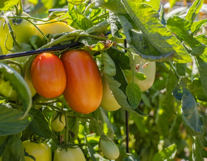 Tomatenpflanze mit grünen und roten Früchten im warmen Sommerlicht