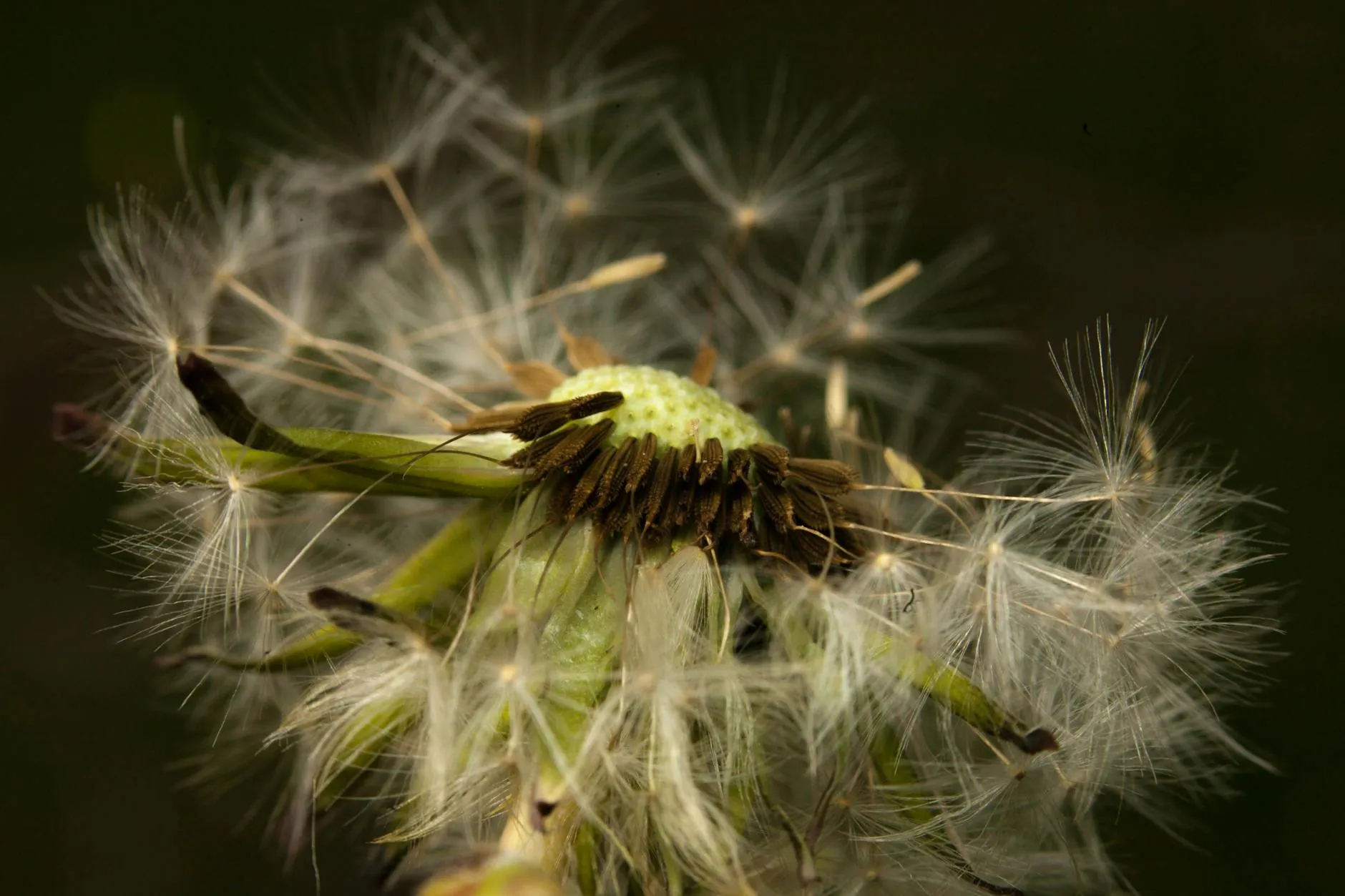 Löwenzahn mit verblühtem Samenkopf im Garten – Unkraut vor der Samenreife entfernen