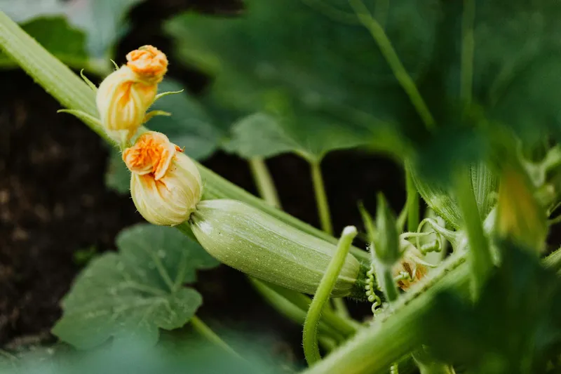 Zucchini-Topf auf Balkon mit reifen gelben Früchten