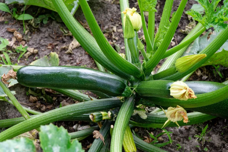 Zucchinipflanze mit gelben Blüten und reifen Früchten im Garten